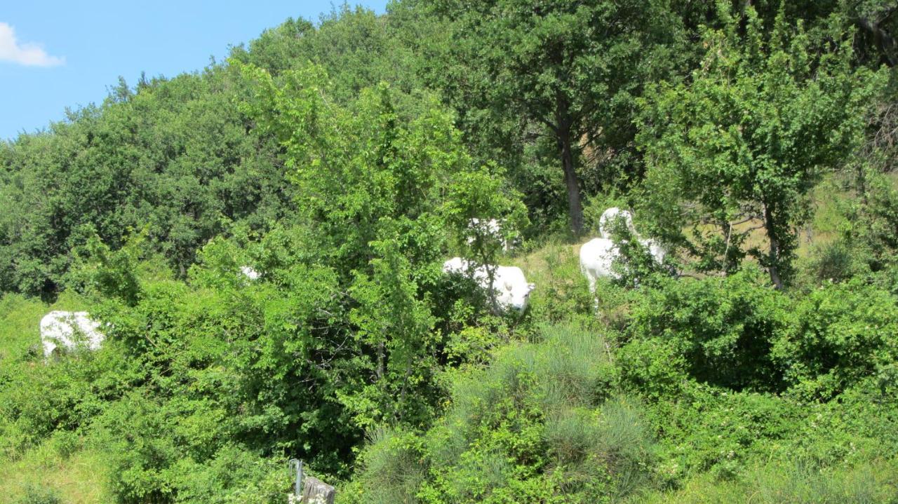 Casale Le Fontanelle Hotell Monte Grimano Terme Exteriör bild